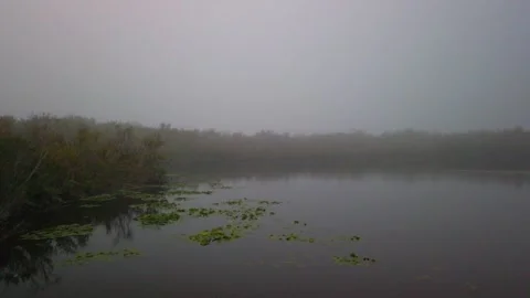 View looking west from Wood Observation tower at Sawgrass Park in St. Petersburg Stock Footage 257989595