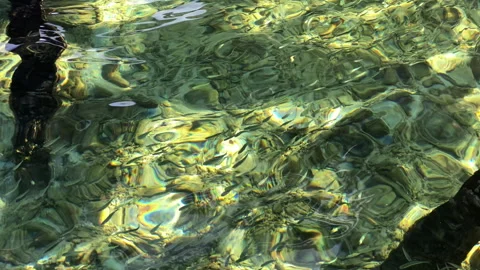 A view of a lot of fish passing through saltwater sea Stock Footage 276180885