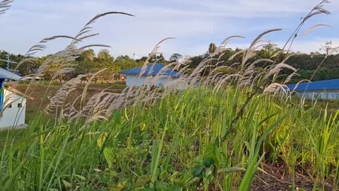 View with lots of grass plants around the house Stock Footage 273125671