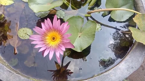 The view of the lotus flower Stock Footage 243475494