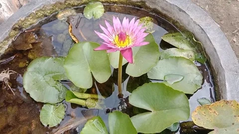 A view of a lotus flower Stock Footage 244029414