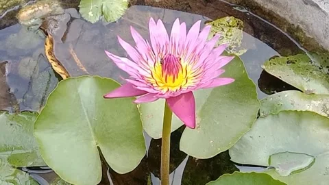 A view of a lotus flower Stock Footage 244029445