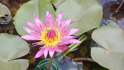 The view of the lotus flower Stock Footage 244468837