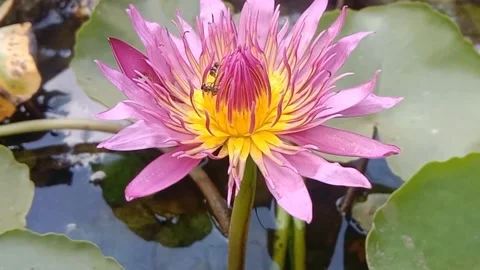 The view of the lotus flower Stock Footage 244468935