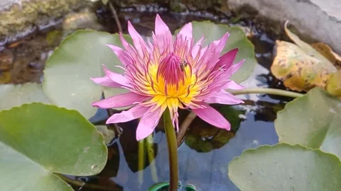 The view of the lotus flower Stock Footage 244468977