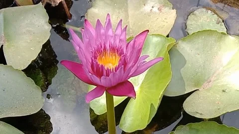 A view of a lotus flower Video stock 244567103