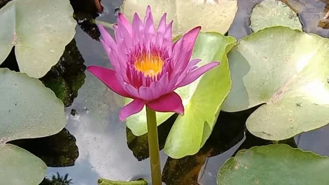 A view of a lotus flower Stock Footage 244567105