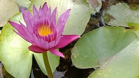 A view of a lotus flower Stock Footage 244567106