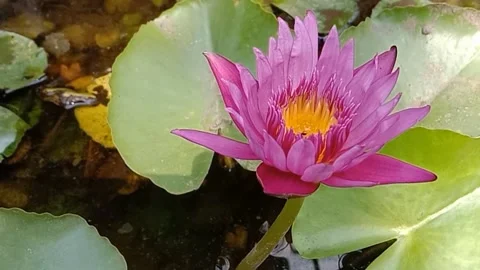 A view of a lotus flower Stock Footage 244567203