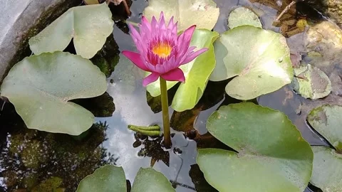 A view of a lotus flower Stock Footage 244567255