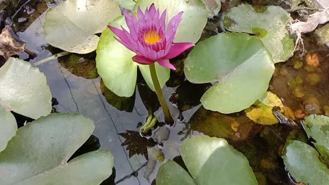 A view of a lotus flower Stock Footage 244567257