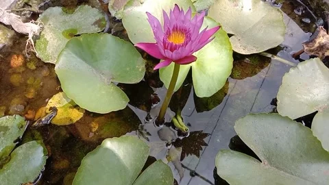 A view of a lotus flower Stock Footage 244567346