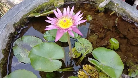 The view of lotus flowers Stock Footage 242502810