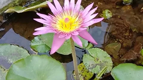The view of lotus flowers Stock Footage 242502816