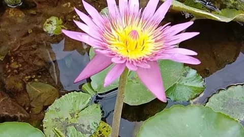 The view of lotus flowers Stock Footage 242502834