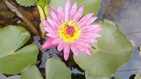 The view of the lotus flowers Stock Footage 244029204