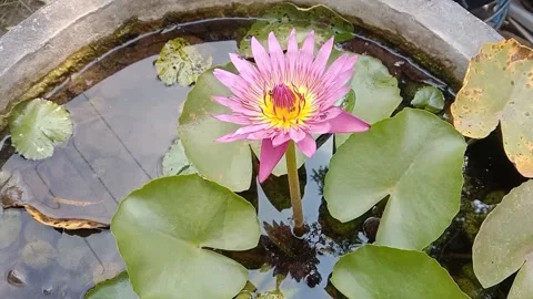 The view of lotus flowers Stock Footage 244029240
