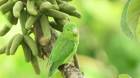 View of lovebirds Stock Footage 236697437