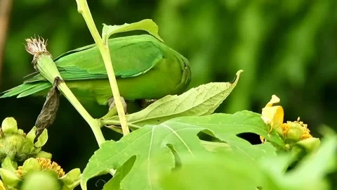 View of lovebirds Stock Footage 236697474