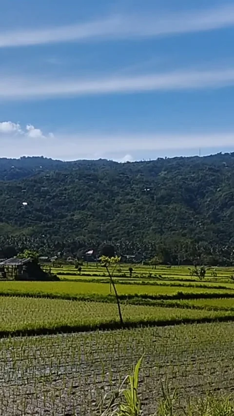 The view of the Lovina rice fields is very beautiful Stock Footage 229536885