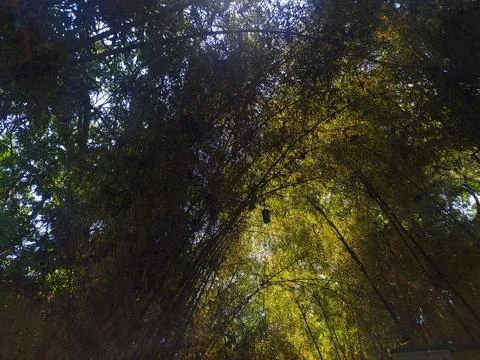 View from a low angle of bamboo trees in a tourist park Stock Photos