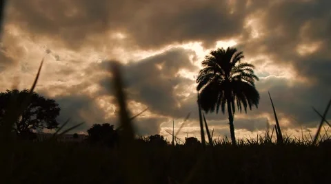 View from low grass angle into dark sky, sun creeping through behind palm tree Vídeos de archivo 45603679