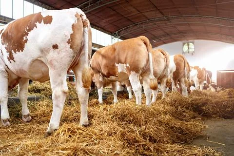 View from low red-white cows in livestock bio farm. Stock Photos