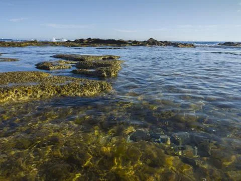 View of the low tide from the coast Stockfoto's
