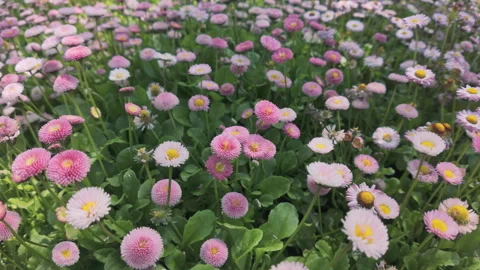 View from lower level of white and pink daisy flowers (Bellis perennis) in bloom Stock Footage 320312426