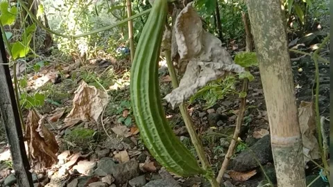 View of luffa vegetables Stock Footage 239221161
