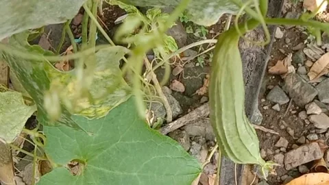 View of luffa vegetables Stock Footage 239221951