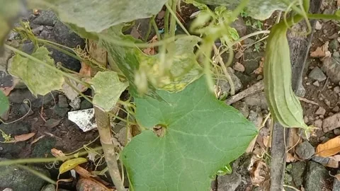 View of luffa vegetables Stock Footage 239222402