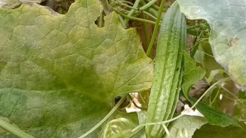 View of luffa vegetables Stock Footage 239222651