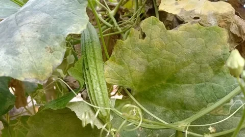 View of luffa vegetables Stock Footage 239222793
