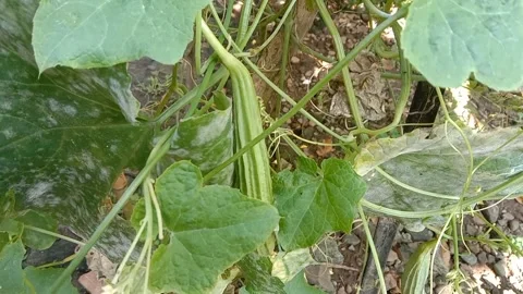 View of luffa vegetables Video stock 239222858