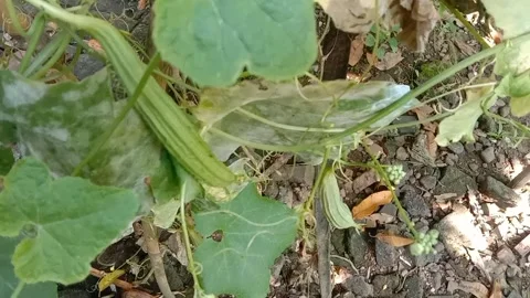 View of luffa vegetables Stock Footage 239223057