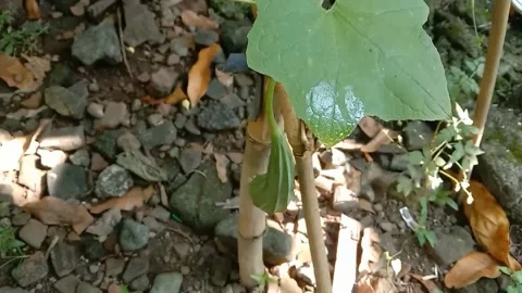View of luffa vegetables Stock Footage 239223124