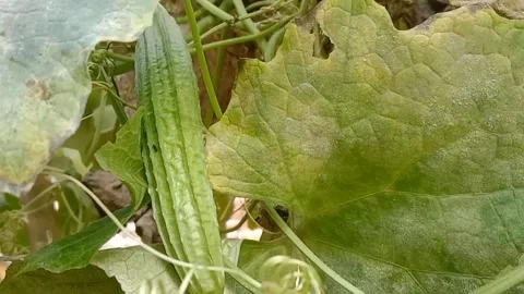 View of luffa vegetables Stock Footage 239223845