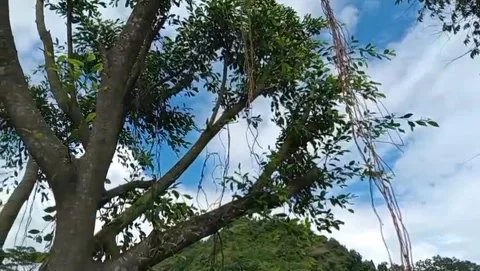 A view of lush banyan trees with a clear blue sky. Video stock 328010504