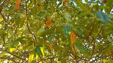 A view of the lush Bisbul Tree with abundant fruit. Video stock 340342160