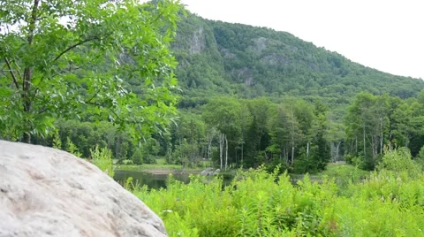 View of lush forest Stock Footage 61083958