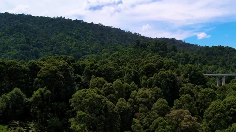 View of a lush forest in Giam Kanching, Rawang, Selangor, featuring dense trees. Stock Footage 282467603