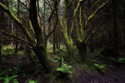 A view into a lush forest. Trees display extensive moss growth. Low light Stock Photos