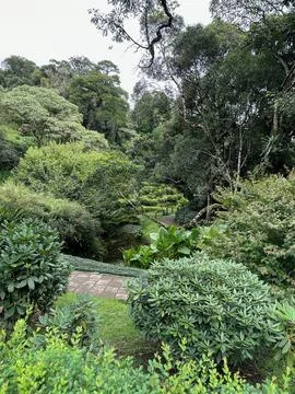 View of the lush green forest path Stock Photos