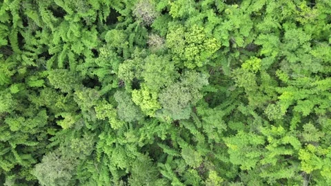 View of lush green forest treetops and tropical foliage for nature, ecology, Video stock 308229742