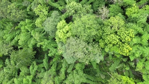 View of lush green forest treetops and tropical foliage for nature, ecology, 스톡 동영상 308229752
