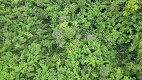 View of lush green forest treetops and tropical foliage for nature, ecology, 스톡 동영상 308229771