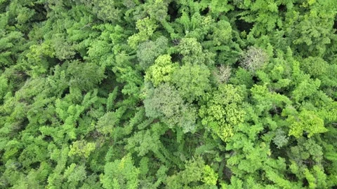 View of lush green forest treetops and tropical foliage for nature, ecology, Stock Footage 308229772