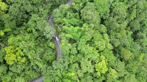 View of lush green forest treetops and tropical foliage for nature, ecology, 스톡 동영상 308229775