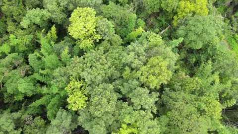 View of lush green forest treetops and tropical foliage for nature, ecology 스톡 동영상 308229793